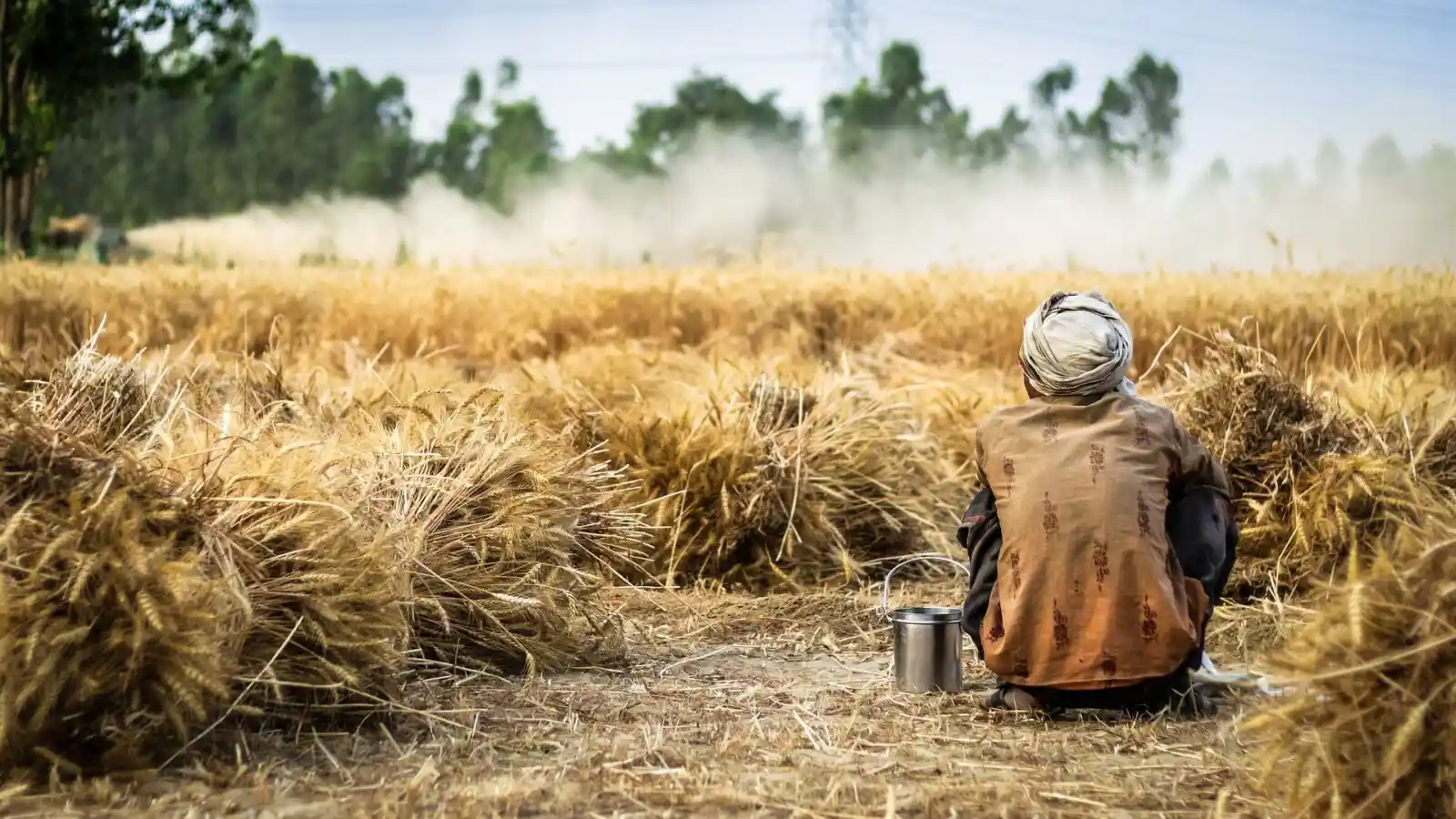 Ethiopia's Wheat Transformation: From Dependency to 'Bread Giver'